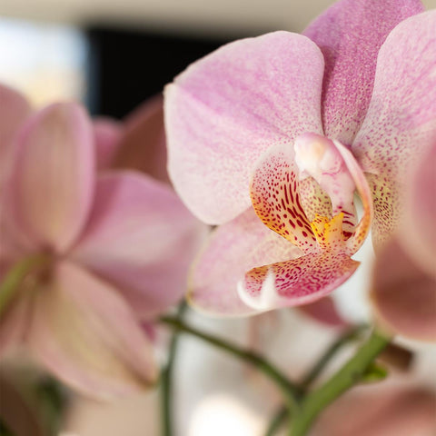 Orchidee 'Altrosa Phalaenopsis' | Topfgröße Ø12cm