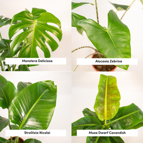 Monstera Deliciosa - 75cm + Alocasia Zebrina - 75cm + Strelitzia Nicolai - 85cm + Musa Dwarf Cavendish - 85cm