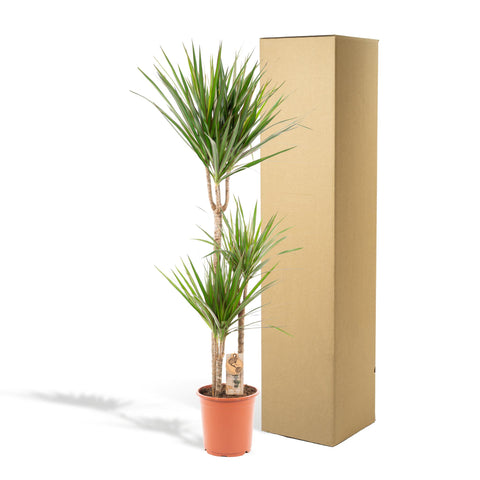 Dracaena 'Marginata' -  120cm | Ø21cm