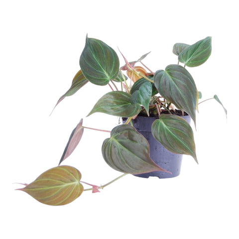 Philodendron scandens 'Micans' | 25cm - ø12