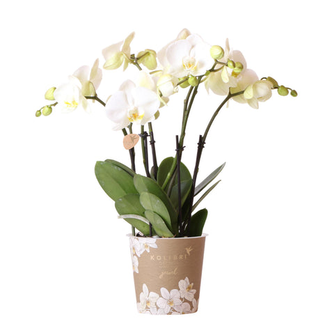 Phalaenopsis Orchidee Topfgröße (Weiß) - Jewel Ghent - Topfgröße Ø12cm | blühende Zimmerpflanze - frisch vom Züchter