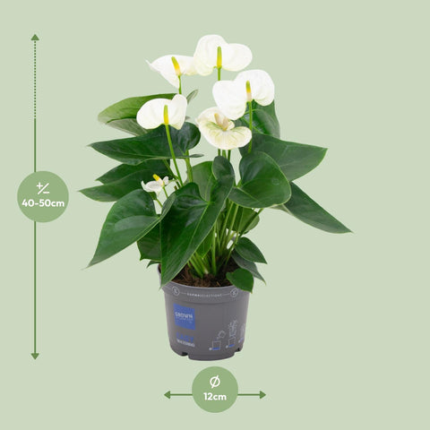 Anthurium 'White' (Flamingoblume) - 45cm | Ø12cm