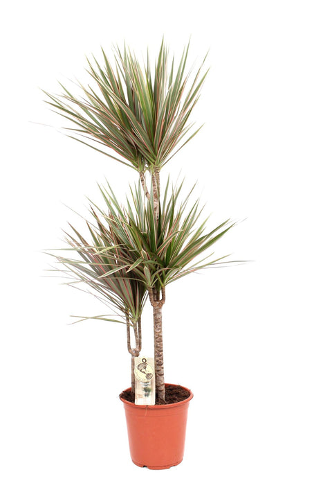 Dracaena 'Bicolor' 120cm - Pflegeleichte Zimmerpflanze kaufen bei PlantMyHome