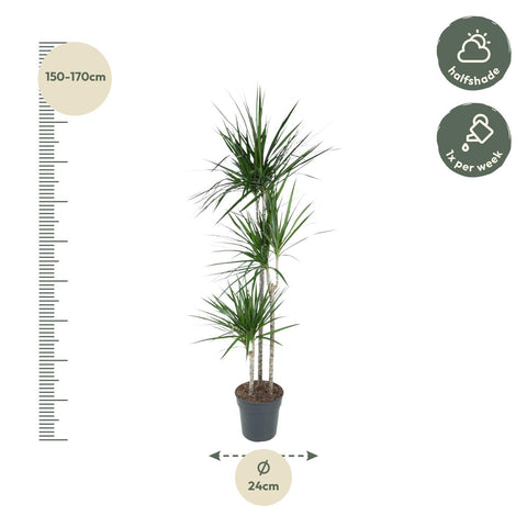 Dracaena 'Marginata' 160cm - Pflegeleichte Zimmerpflanze kaufen bei PlantMyHome