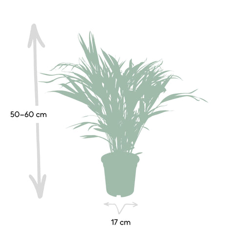 Areca-Palme 60cm - Pflegeleichte Zimmerpflanze kaufen bei PlantMyHome