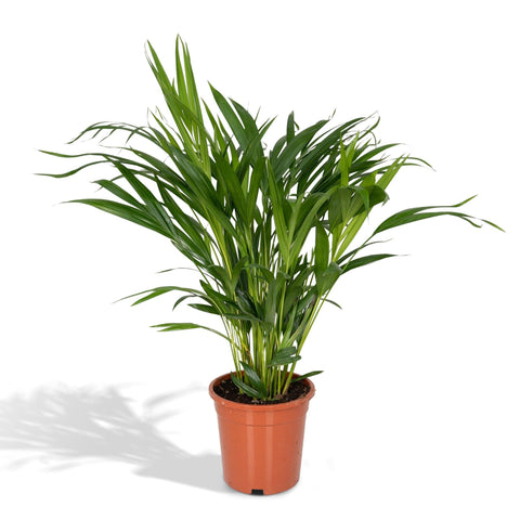 Areca-Palme 60cm - Pflegeleichte Zimmerpflanze kaufen bei PlantMyHome