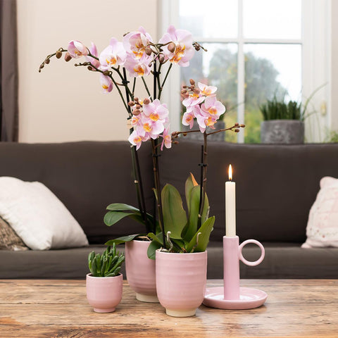 Phalaenopsis Orchidee (Rosa) - Mineral Kikion - Topfgröße Ø12cm | blühende Zimmerpflanze - frisch vom Züchter