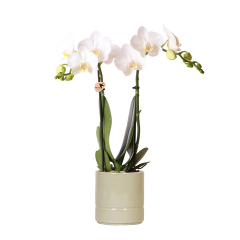 Phalaenopsis Orchidee (Weiß) - Amabilis + Pastelltopf grün- Topfgröße Ø9cm | blühende Zimmerpflanze - frisch vom Züchter