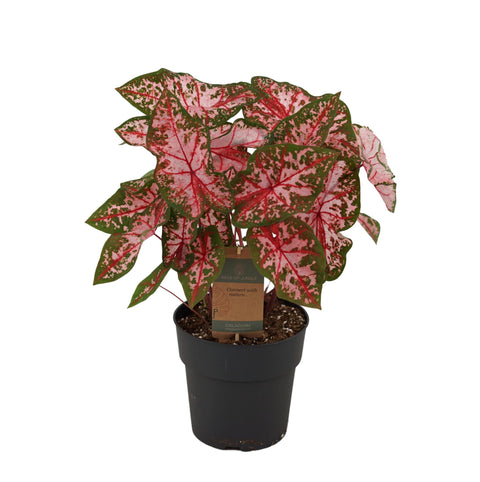 Caladium 'Carolyn Whorton' - Exotische Zimmerpflanze kaufen bei PlantMyHome