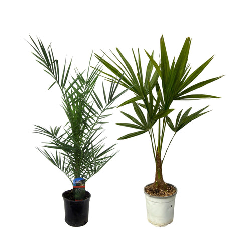 Phoenix Canariensis - 80cm | Ø15cm & Trachycarpus Fortuneii - 100cm | Ø18cm