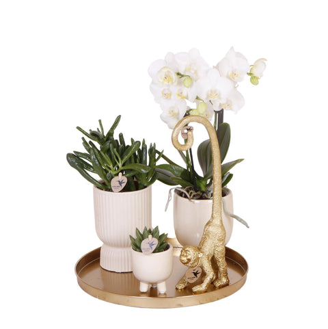 Komplettes Pflanzenset Luxury Living | Grünpflanzen mit weißer Phalaenopsis-Orchidee inkl. Keramik-Ziertöpfe und Zubehör