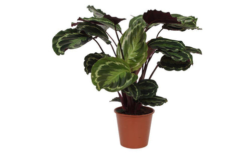 Calathea 'Medallion' 80cm Ø19cm - Exotische Zimmerpflanze kaufen bei PlantMyHome