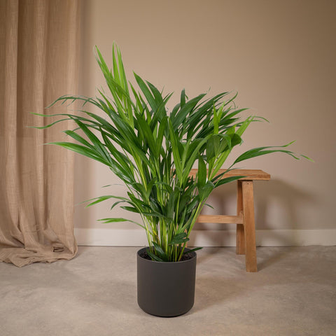 Areca-Palme 60cm - Pflegeleichte Zimmerpflanze kaufen bei PlantMyHome