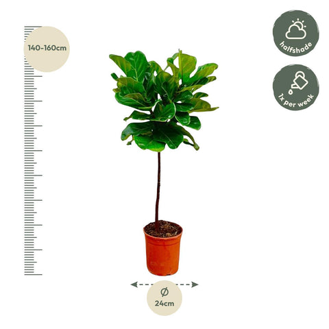 Ficus Lyrata (Geigenfeige) - 130cm | ø24