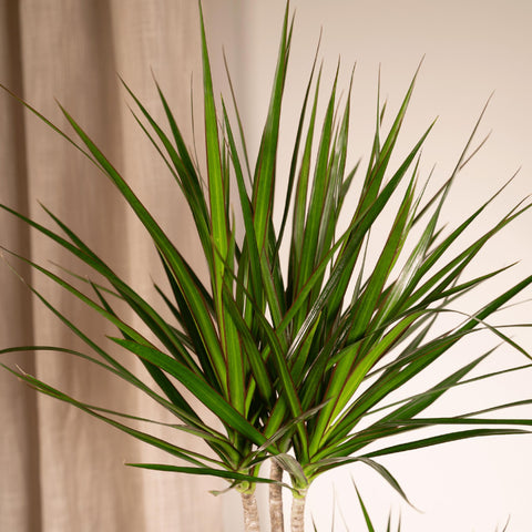 Dracaena 'Marginata' 100cm - Pflegeleichte Zimmerpflanze kaufen bei PlantMyHome