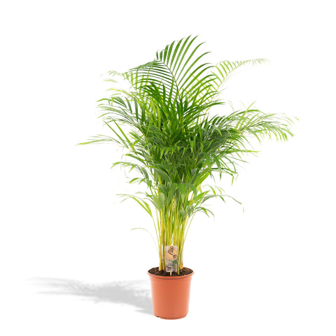 Goldfruchtpalme (Areca Palme) - 130cm | Ø24cm