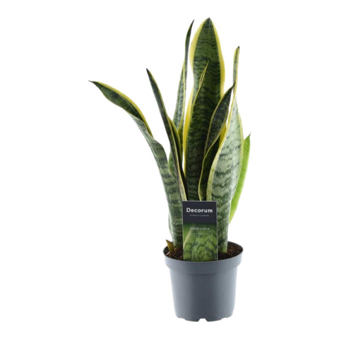 Sansevieria 'Laurentii' | 45cm | ø12