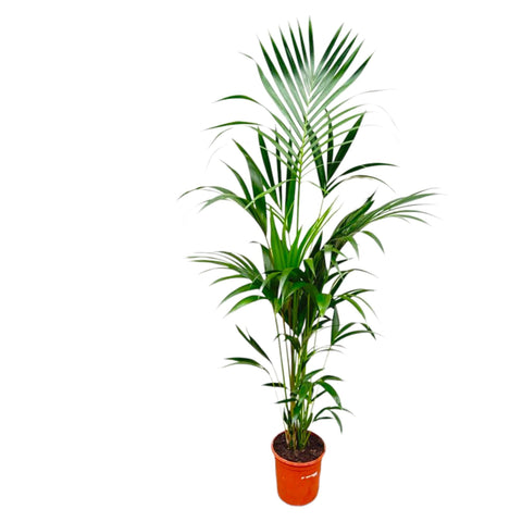 Kentia Palme 180cm - Exotische Zimmerpflanze kaufen bei PlantMyHome