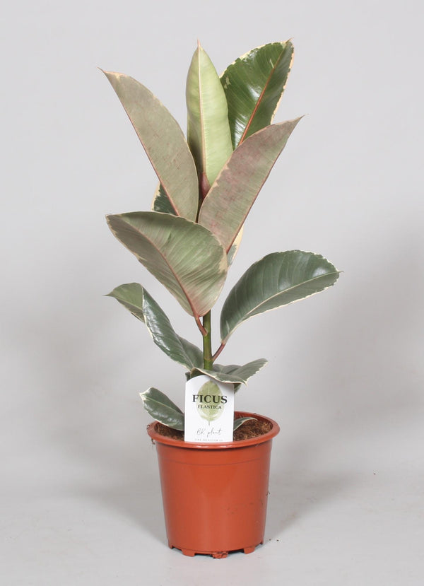 Ficus Elastica Tineke - 60cm