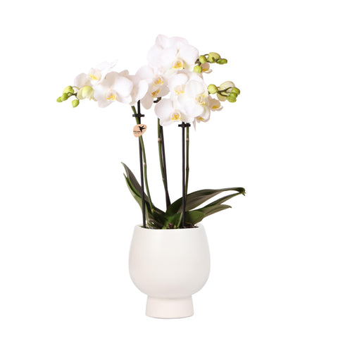 Phalaenopsis Orchidee (Weiß) - Amabilis + Scandic Ziertopf weiß - Topfgröße Ø9cm - 45cm hoch | blühende Zimmerpflanze im Blumentopf - frisch vom Züchter