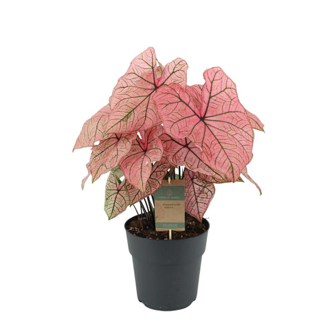 Caladium 'Spring Fling' - 65 cm | Ø21cm