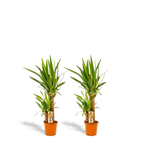 Palmlilie (Yucca) Set - 90cm | Ø17cm