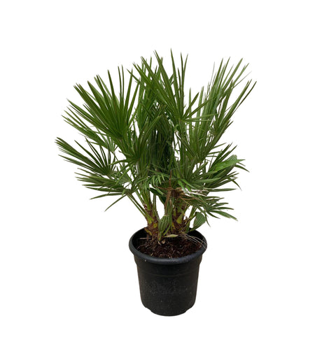 Zwergpalme (Chamaerops Humilis) - 100cm