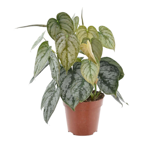 Philodendron