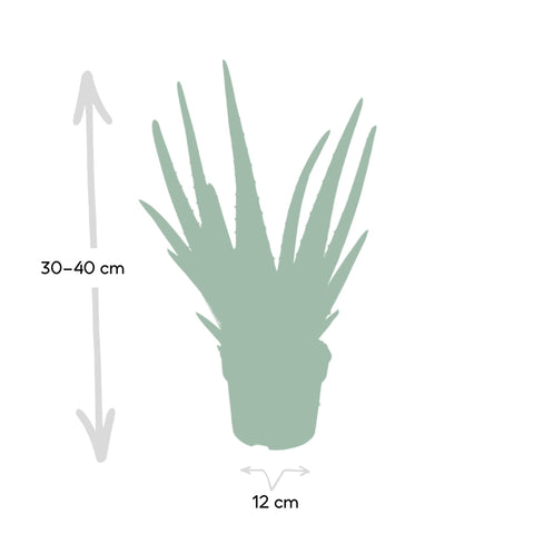 Aloe Vera - 40cm