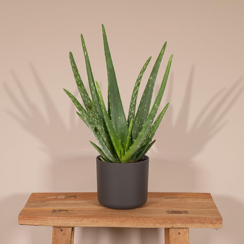 Aloe Vera - 40cm