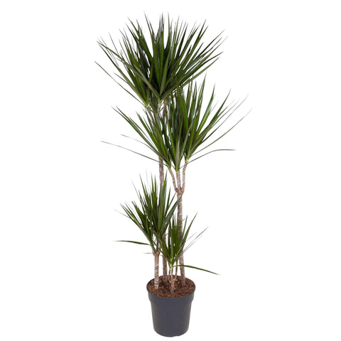 Dracaena 'Marginata' 160cm - Pflegeleichte Zimmerpflanze kaufen bei PlantMyHome