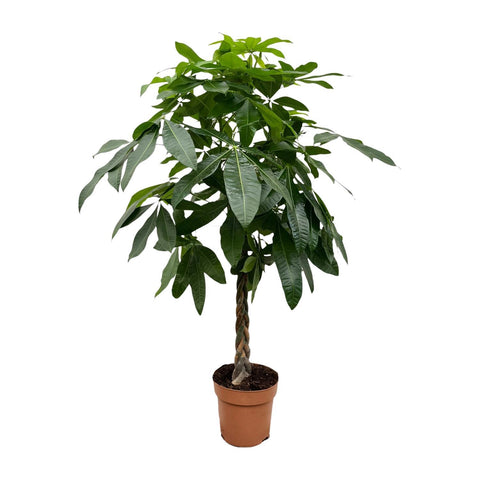 Glückskastanie (Pachira Aquatica) 180cm - Exotische Zimmerpflanze kaufen bei PlantMyHome