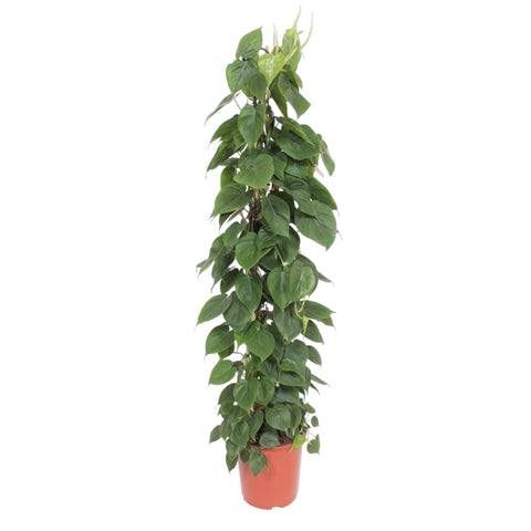 Philodendron Scandens (Gitterstab) | 150cm | ø27