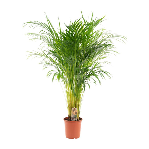 Goldfruchtpalme (Areca Palme) - 110cm | Ø21cm