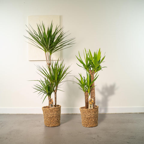 Dracaena/Yucca-Set - 120cm | Ø21cm / 100cm | Ø21cm