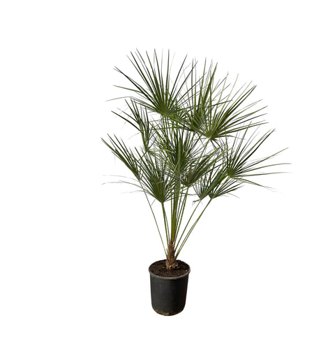 Zwergpalme (Chamaerops Humilis) - 160cm