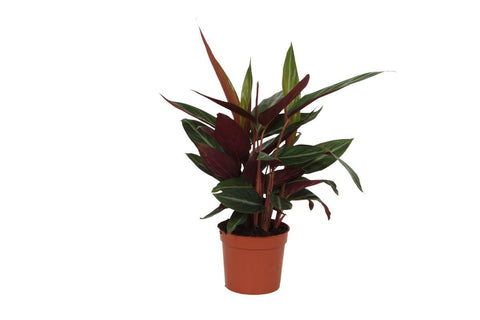 Calathea 'Stripestar' 40cm - Exotische Zimmerpflanze kaufen bei PlantMyHome