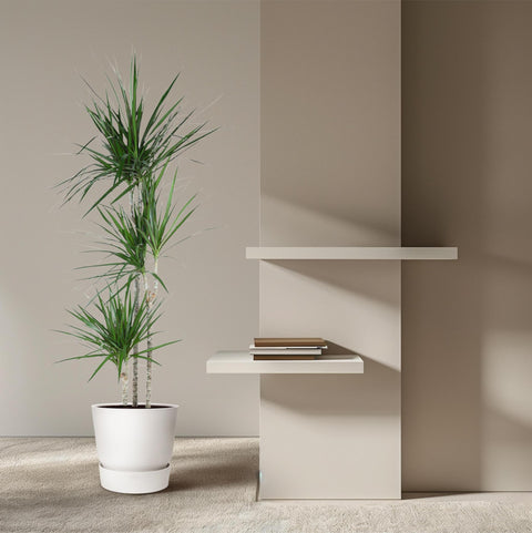 Dracaena 'Marginata' 160cm - Pflegeleichte Zimmerpflanze kaufen bei PlantMyHome