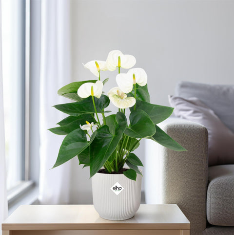 Anthurium White kaufen – edle Zimmerpflanze mit weißen Blüten – PlantmyHome