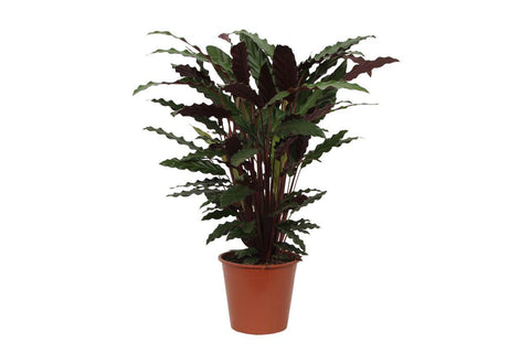 Calathea 'Wavestar' 80cm - Exotische Zimmerpflanze kaufen bei PlantMyHome