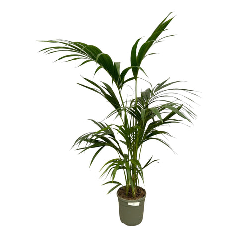 Kentia Palme 130cm - Exotische Zimmerpflanze kaufen bei PlantMyHome