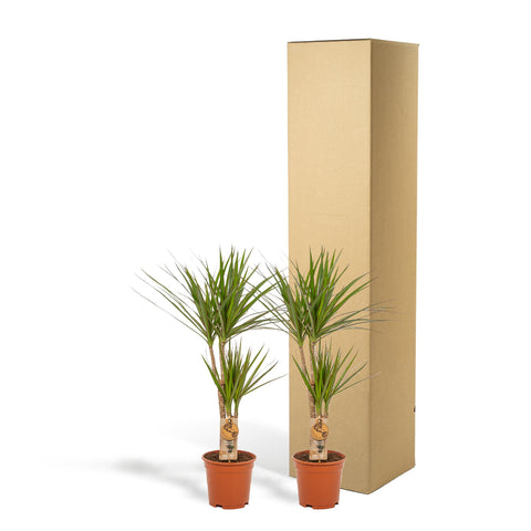 Dracaena Set - 90cm | Ø17cm