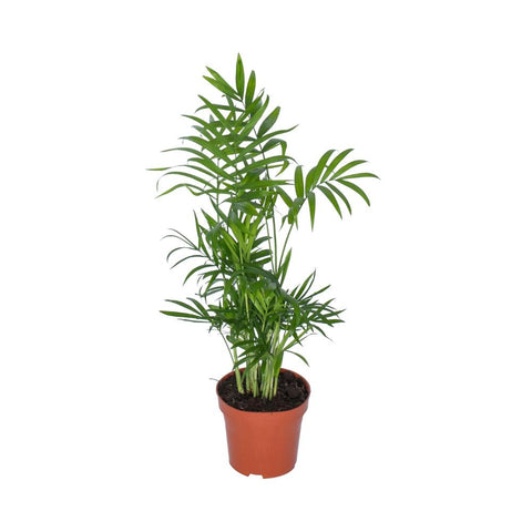 Bergpalme (Chamaedorea) 50cm - Pflegeleichte Zimmerpflanze kaufen bei PlantMyHome