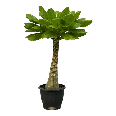 Hawaii Palme - 30cm | Ø12cm