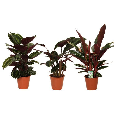 Calathea Symphony 3er-Set