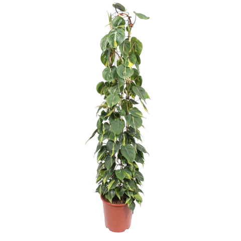 Philodendron Scandens 'Brasil' (Gittergestell) - 160cm | ø27