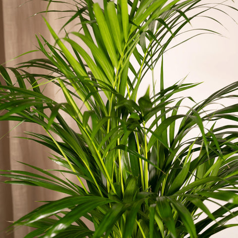 Goldfruchtpalme (Areca) 85cm - Exotische Zimmerpflanze kaufen bei PlantMyHome