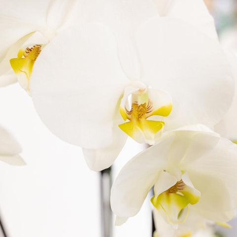 Pflanzenset (Weiß) im Schilfkorb inkl. Wassertank | drei weiße Orchideen und drei Grünpflanzen | Feldstrauß weiß mit autarkem Wassertank