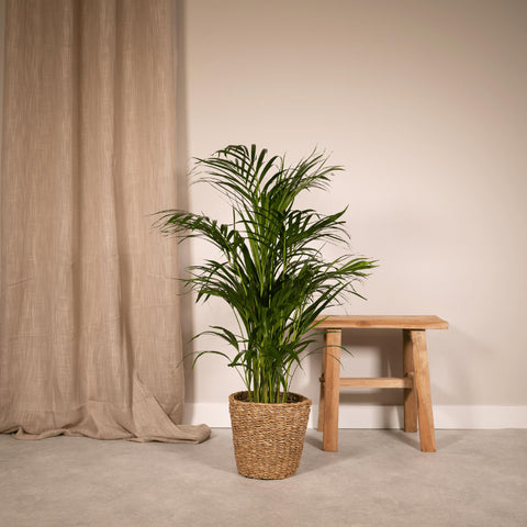 Goldfruchtpalme (Areca) 85cm - Exotische Zimmerpflanze kaufen bei PlantMyHome