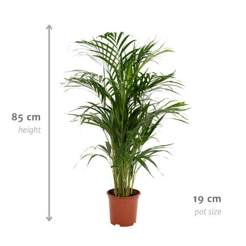 Goldfruchtpalme (Areca Palme) - 85cm | Ø19cm